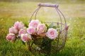 15 lucruri fascinante pe care trebuie sa le stii despre trandafiri