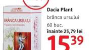 Branca ursului Dacia Plant