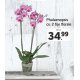 Phalaenopsis cu 2 tije florale