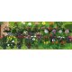Trandafir/begonie/gerbera/azalee/calceolaria