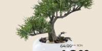 Decoratiune bonsai