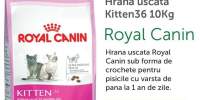 Hrana uscata Kitten36 10 kg Royal Canin