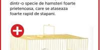 Hamster siberian + cusca nr. 115 pentru rozatoare mici