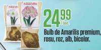 Bulb de Amarilis