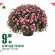 Ghiveci Chrysanthemum