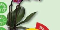 mini phalaenopsis 2 tije