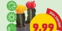 cactus sancho