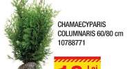 Chamaecyparis Columnaris 60/80 centimetri