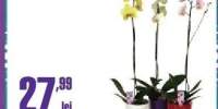 Phalaenopsis ghiveci 12 centimetri, inaltime 50-60 centimetri