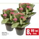 Floare in ghiveci Kalanchoe