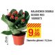 Kalanchoe double goodie red