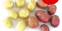 Cartofi noi mix calitatea I, Belgia