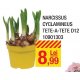 Narcissus cyclamineus tete-a-tete D12