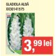 Gladiola alba