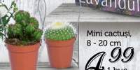 Mini cactusi