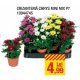 Crizantema Chrys Mini Mix