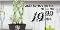 Lucky Bamboo impletit