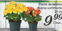 Plante decorative