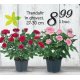 Trandafiri in ghiveci 27-30 centimetri