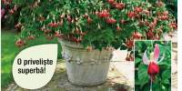 Fuchsia rezistenta Celia