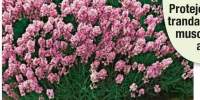Levantica Loddon Pink