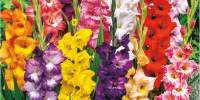 Mix de gladiole cu flori mari