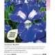 Irisi siberieni Blue Bird