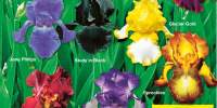 Irisi germanica in culori incredibile