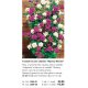 Trandafir bicolor catarator Mystery Wonder