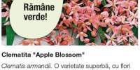 Clematita Apple Blossom