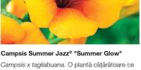 Campsis Summer Jazz Summer Glow