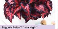 Begonia Beleaf Inca Night