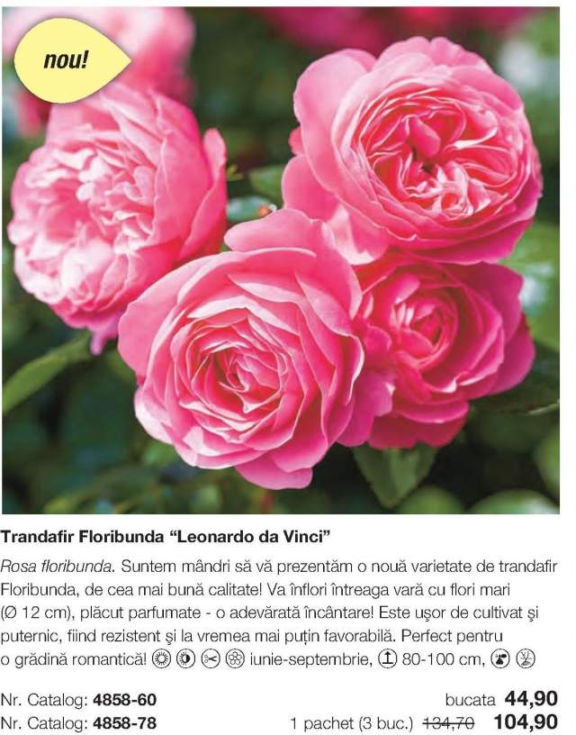 Trandafir Floribunda Leonardo da Vinci