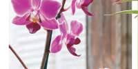 Orhidee Phalaenopsis Global