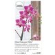 Orhidee Phalaenopsis Global
