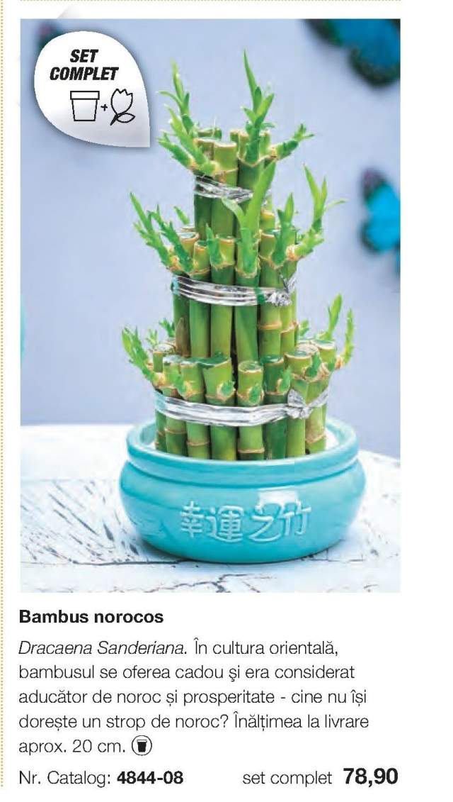 Bambus norocos