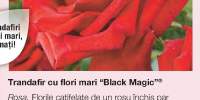 Trandafir cu flori mari Black Magic